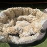 cat beds Image 2