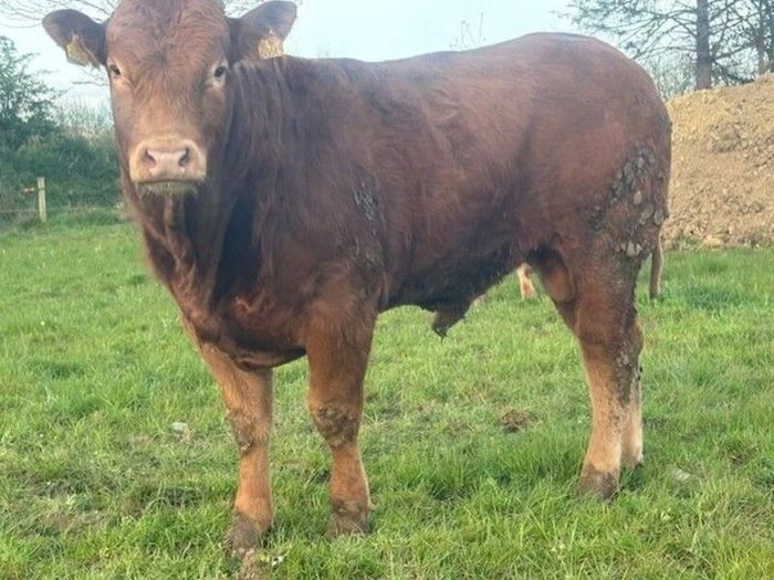 5 Star PBR Limousin Bull