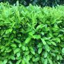 Laurel Hedging Image 9
