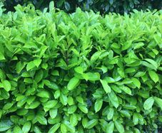 Laurel Hedging