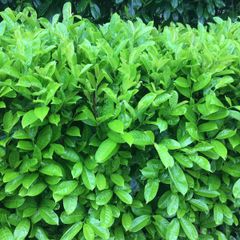 Laurel Hedging