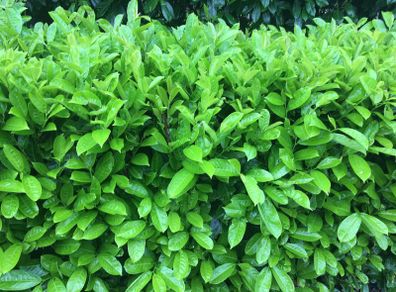 Laurel Hedging