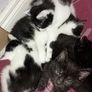 kittens Image 7