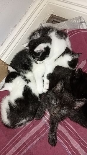 kittens
