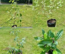 Potted Native Trees and Shrubs