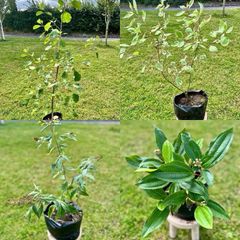 Potted Native Trees and Shrubs