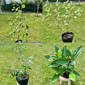 Potted Native Trees and Shrubs