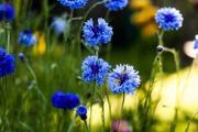 Blue Cornflower seeds