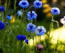 Blue Cornflower seeds