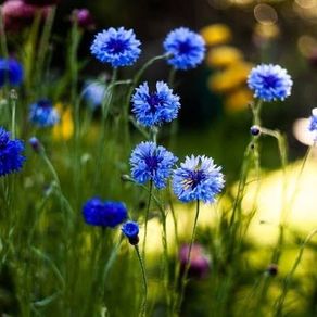 Blue Cornflower seeds