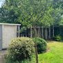 Healthy apple tree Image 2