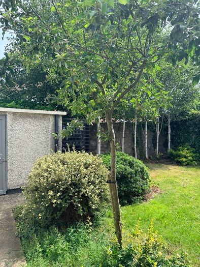 Healthy apple tree