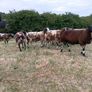 Dutch Spotted Image 3