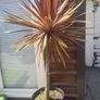 Palm Tree Image 3