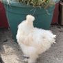 silkie roaster Image 5