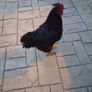 Rhode island red rooster and hen Image 6