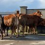 6 super Incalf heifers for tullamore Mart 20th Image 7