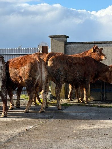 6 super Incalf heifers for tullamore Mart 20th