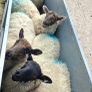 Ewe lambs for sale Image 2
