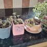 Crassula marginalis rubra variegata - House Plant Image 3