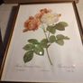 FRAMED PRINT STILL LIFE OF Bombay Co Collection "Rosa Damascena" By Pierre Redoute 1759-1840 Framed. Image 2