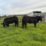 Blue heifers Image 2