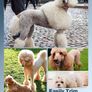 Dog Clippers for Grooming for Thick Heavy Coats/Low Noise Rechargeable Cordless Pet Shaver Stainless Steel Blade /Waterproof Dog Image 4