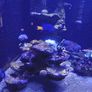 Marina fish tank. Image 3