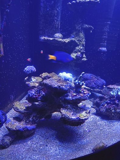 Marina fish tank.