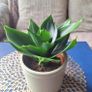 Healthy Sansevieria Hahnii in Decorative Pot Image 3