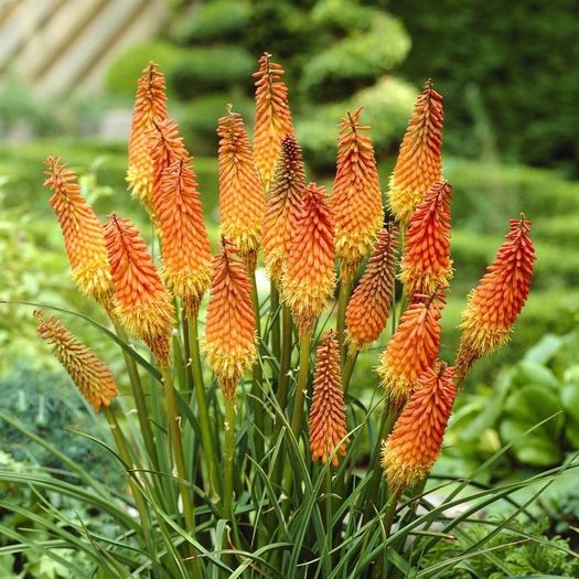 plants