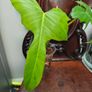Philodendron Golden Dragon (Var. Revert to green) Image 2