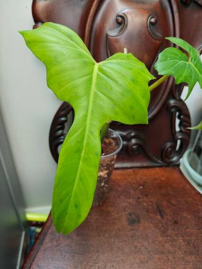 Philodendron Golden Dragon (Var. Revert to green)