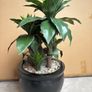 Large Artificial Dracaena Plant in Modern Black Pot Excellent Condition Image 3