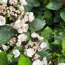 garden plants Image 2