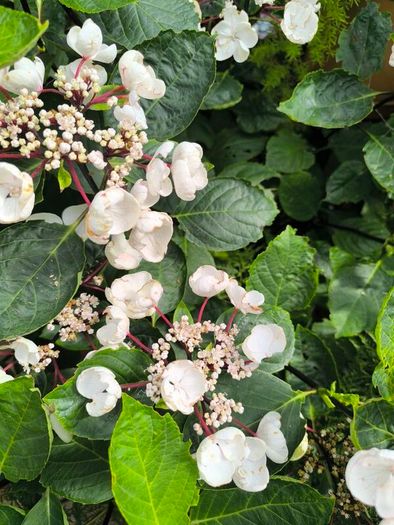 garden plants