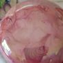 Large Making Hand Painted Ginger Jar(1940's) Image 3