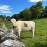 Irish Moiled Cow Image 2