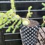 Bonsai spruce trees Image 5