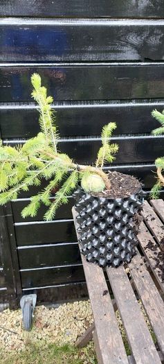 Bonsai spruce trees
