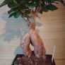 Over 10 year old Bonsai Image 3
