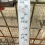 extra large dog cage Image 6