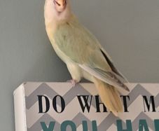 lovebirds