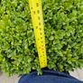 Buxus Image 4