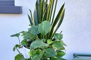 Indoor planter