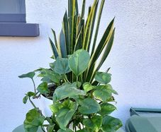 Indoor planter