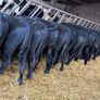 15 Aberdeen Angus Weanling Bulls Image 10