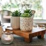 Farmhouse Set-of-3-artificial-succulents-in-pots | Black & White Ceramic pots with fake succulents | Faux Plants Indoor Artificial Succulent pots 4.75" high, 3" wide | Small Fake Plants Image 4