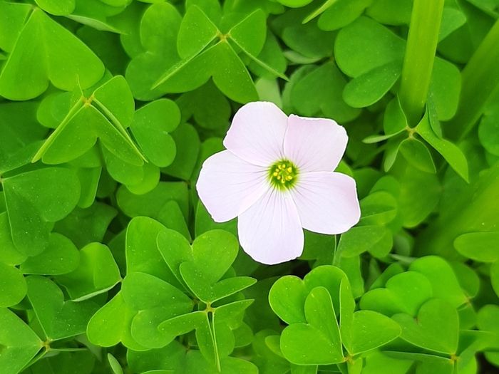 Pale Pink Oxalis