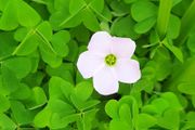 Pale Pink Oxalis